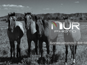 The Black Hills Wild Horse Sanctuary provides a home to America's Wild Mustangs. Over 1,000 animals run free on 11,000 acres of canyons and...