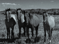 The Black Hills Wild Horse Sanctuary provides a home to America's Wild Mustangs. Over 1,000 animals run free on 11,000 acres of canyons and...