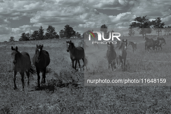 The Black Hills Wild Horse Sanctuary provides a home to America's Wild Mustangs. Over 1,000 animals run free on 11,000 acres of canyons and...