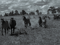 The Black Hills Wild Horse Sanctuary provides a home to America's Wild Mustangs. Over 1,000 animals run free on 11,000 acres of canyons and...