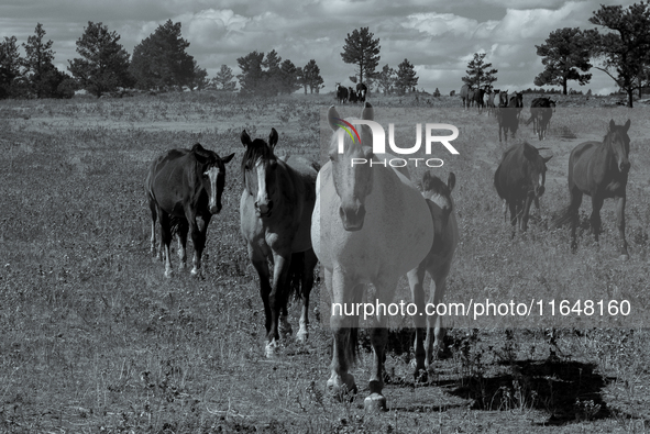 The Black Hills Wild Horse Sanctuary provides a home to America's Wild Mustangs. Over 1,000 animals run free on 11,000 acres of canyons and...