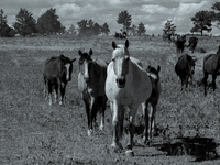 The Black Hills Wild Horse Sanctuary provides a home to America's Wild Mustangs. Over 1,000 animals run free on 11,000 acres of canyons and...