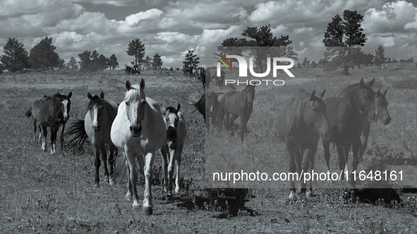 The Black Hills Wild Horse Sanctuary provides a home to America's Wild Mustangs. Over 1,000 animals run free on 11,000 acres of canyons and...