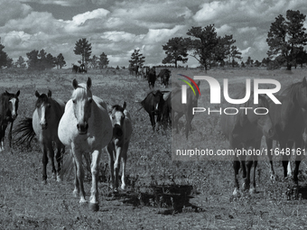 The Black Hills Wild Horse Sanctuary provides a home to America's Wild Mustangs. Over 1,000 animals run free on 11,000 acres of canyons and...