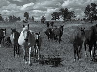 The Black Hills Wild Horse Sanctuary provides a home to America's Wild Mustangs. Over 1,000 animals run free on 11,000 acres of canyons and...