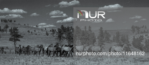 The Black Hills Wild Horse Sanctuary provides a home to America's Wild Mustangs. Over 1,000 animals run free on 11,000 acres of canyons and...