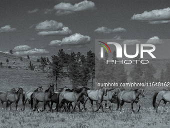 The Black Hills Wild Horse Sanctuary provides a home to America's Wild Mustangs. Over 1,000 animals run free on 11,000 acres of canyons and...