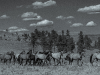 The Black Hills Wild Horse Sanctuary provides a home to America's Wild Mustangs. Over 1,000 animals run free on 11,000 acres of canyons and...