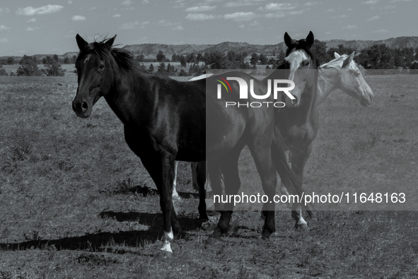 The Black Hills Wild Horse Sanctuary provides a home to America's Wild Mustangs. Over 1,000 animals run free on 11,000 acres of canyons and...