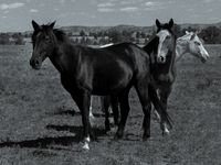 The Black Hills Wild Horse Sanctuary provides a home to America's Wild Mustangs. Over 1,000 animals run free on 11,000 acres of canyons and...