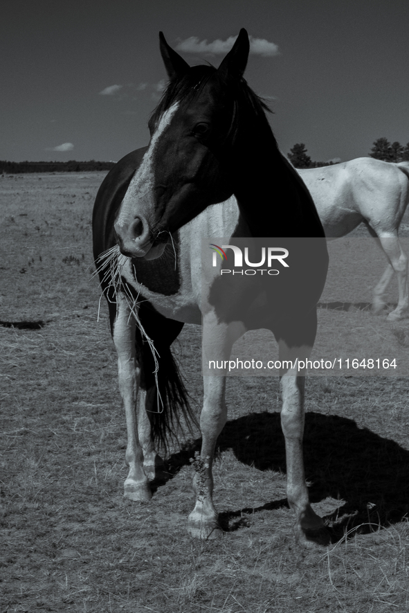 The Black Hills Wild Horse Sanctuary provides a home to America's Wild Mustangs. Over 1,000 animals run free on 11,000 acres of canyons and...