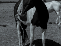 The Black Hills Wild Horse Sanctuary provides a home to America's Wild Mustangs. Over 1,000 animals run free on 11,000 acres of canyons and...