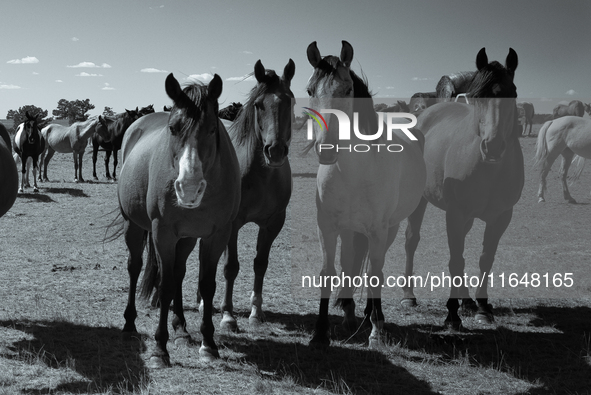 The Black Hills Wild Horse Sanctuary provides a home to America's Wild Mustangs. Over 1,000 animals run free on 11,000 acres of canyons and...