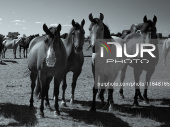 The Black Hills Wild Horse Sanctuary provides a home to America's Wild Mustangs. Over 1,000 animals run free on 11,000 acres of canyons and...