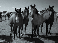 The Black Hills Wild Horse Sanctuary provides a home to America's Wild Mustangs. Over 1,000 animals run free on 11,000 acres of canyons and...