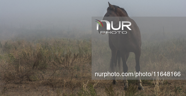 The Black Hills Wild Horse Sanctuary provides a home to America's Wild Mustangs. Over 1,000 animals run free on 11,000 acres of canyons and...