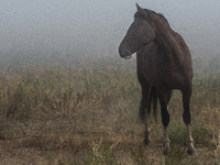 The Black Hills Wild Horse Sanctuary provides a home to America's Wild Mustangs. Over 1,000 animals run free on 11,000 acres of canyons and...