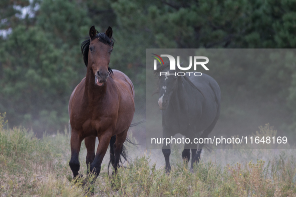 The Black Hills Wild Horse Sanctuary provides a home to America's Wild Mustangs. Over 1,000 animals run free on 11,000 acres of canyons and...