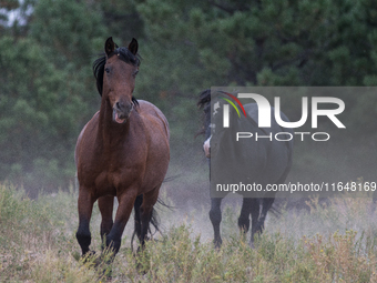 The Black Hills Wild Horse Sanctuary provides a home to America's Wild Mustangs. Over 1,000 animals run free on 11,000 acres of canyons and...