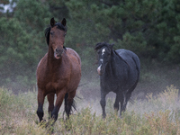 The Black Hills Wild Horse Sanctuary provides a home to America's Wild Mustangs. Over 1,000 animals run free on 11,000 acres of canyons and...