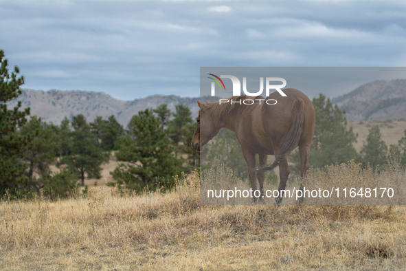 The Black Hills Wild Horse Sanctuary provides a home to America's Wild Mustangs. Over 1,000 animals run free on 11,000 acres of canyons and...