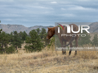 The Black Hills Wild Horse Sanctuary provides a home to America's Wild Mustangs. Over 1,000 animals run free on 11,000 acres of canyons and...