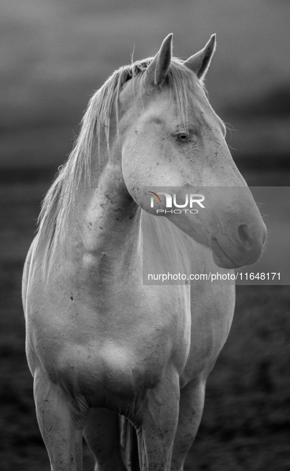 The Black Hills Wild Horse Sanctuary provides a home to America's Wild Mustangs. Over 1,000 animals run free on 11,000 acres of canyons and...