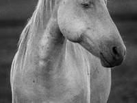 The Black Hills Wild Horse Sanctuary provides a home to America's Wild Mustangs. Over 1,000 animals run free on 11,000 acres of canyons and...