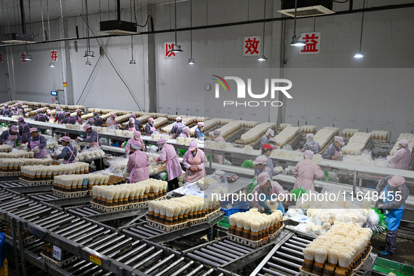 Workers pack golden mushrooms in a production workshop of Jiangsu Hualu Biotechnology Co LTD in Siyang National Modern Agriculture Industria...