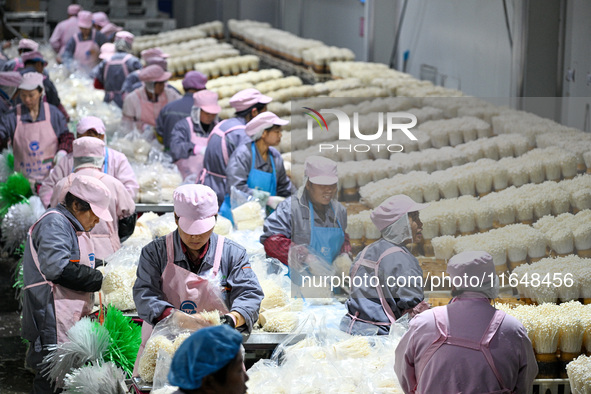 Workers pack golden mushrooms in a production workshop of Jiangsu Hualu Biotechnology Co LTD in Siyang National Modern Agriculture Industria...