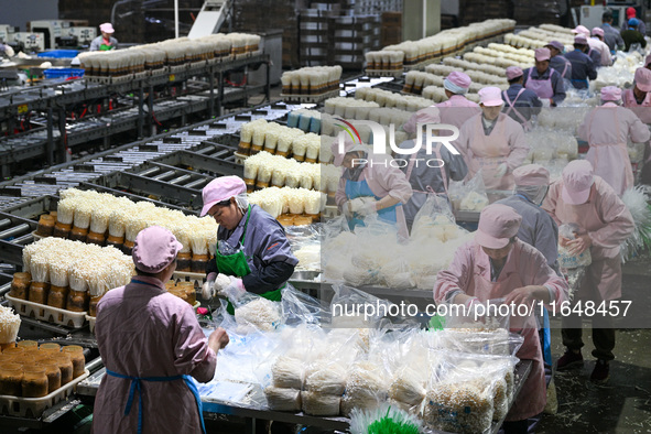 Workers pack golden mushrooms in a production workshop of Jiangsu Hualu Biotechnology Co LTD in Siyang National Modern Agriculture Industria...