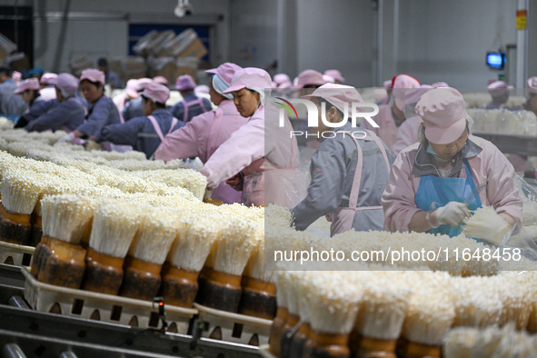 Workers pack golden mushrooms in a production workshop of Jiangsu Hualu Biotechnology Co LTD in Siyang National Modern Agriculture Industria...