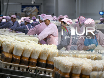 Workers pack golden mushrooms in a production workshop of Jiangsu Hualu Biotechnology Co LTD in Siyang National Modern Agriculture Industria...