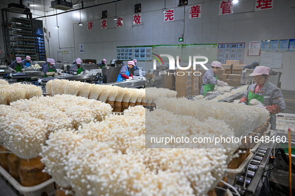 Workers pack golden mushrooms in a production workshop of Jiangsu Hualu Biotechnology Co LTD in Siyang National Modern Agriculture Industria...