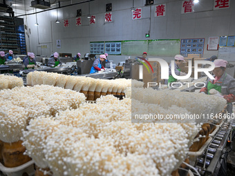 Workers pack golden mushrooms in a production workshop of Jiangsu Hualu Biotechnology Co LTD in Siyang National Modern Agriculture Industria...