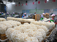 Workers pack golden mushrooms in a production workshop of Jiangsu Hualu Biotechnology Co LTD in Siyang National Modern Agriculture Industria...