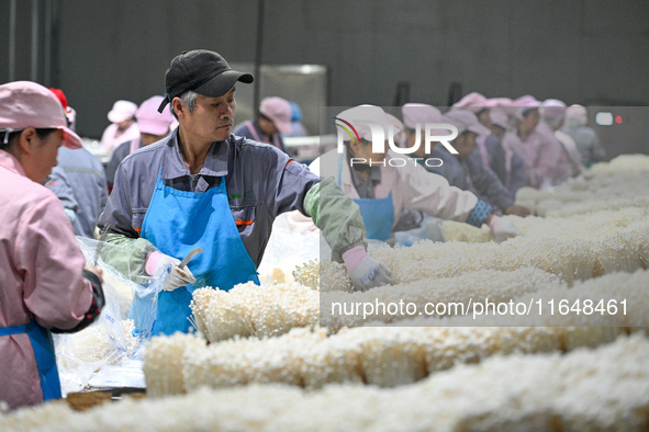 Workers pack golden mushrooms in a production workshop of Jiangsu Hualu Biotechnology Co LTD in Siyang National Modern Agriculture Industria...