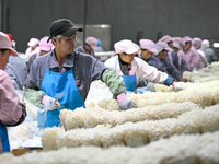 Workers pack golden mushrooms in a production workshop of Jiangsu Hualu Biotechnology Co LTD in Siyang National Modern Agriculture Industria...