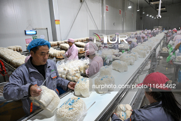 Workers pack golden mushrooms in a production workshop of Jiangsu Hualu Biotechnology Co LTD in Siyang National Modern Agriculture Industria...