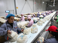 Workers pack golden mushrooms in a production workshop of Jiangsu Hualu Biotechnology Co LTD in Siyang National Modern Agriculture Industria...