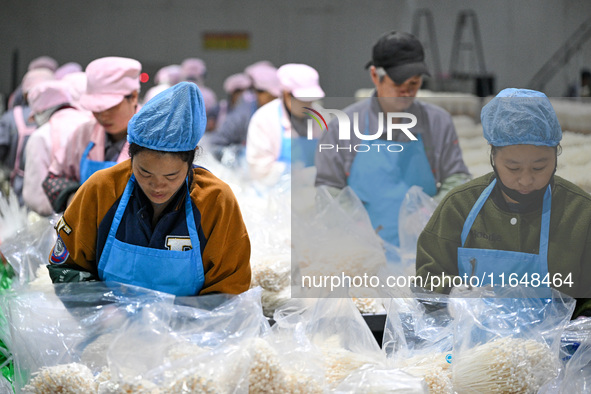 Workers pack golden mushrooms in a production workshop of Jiangsu Hualu Biotechnology Co LTD in Siyang National Modern Agriculture Industria...