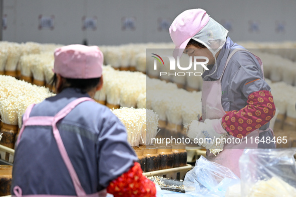 Workers pack golden mushrooms in a production workshop of Jiangsu Hualu Biotechnology Co LTD in Siyang National Modern Agriculture Industria...