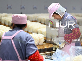 Workers pack golden mushrooms in a production workshop of Jiangsu Hualu Biotechnology Co LTD in Siyang National Modern Agriculture Industria...