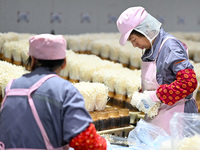 Workers pack golden mushrooms in a production workshop of Jiangsu Hualu Biotechnology Co LTD in Siyang National Modern Agriculture Industria...