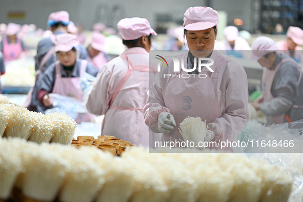 Workers pack golden mushrooms in a production workshop of Jiangsu Hualu Biotechnology Co LTD in Siyang National Modern Agriculture Industria...