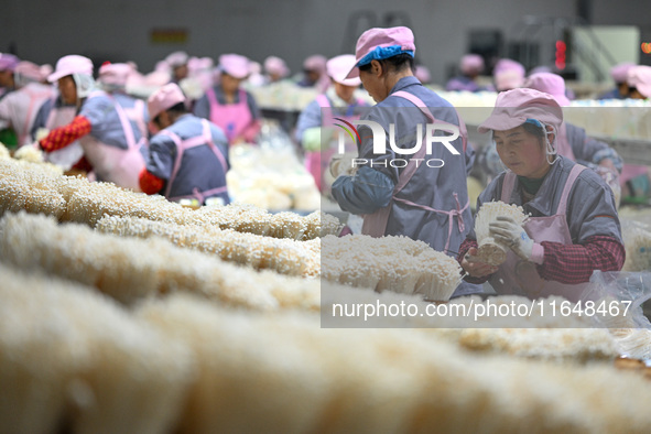 Workers pack golden mushrooms in a production workshop of Jiangsu Hualu Biotechnology Co LTD in Siyang National Modern Agriculture Industria...