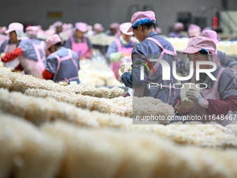 Workers pack golden mushrooms in a production workshop of Jiangsu Hualu Biotechnology Co LTD in Siyang National Modern Agriculture Industria...