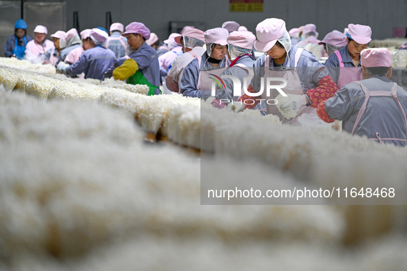 Workers pack golden mushrooms in a production workshop of Jiangsu Hualu Biotechnology Co LTD in Siyang National Modern Agriculture Industria...