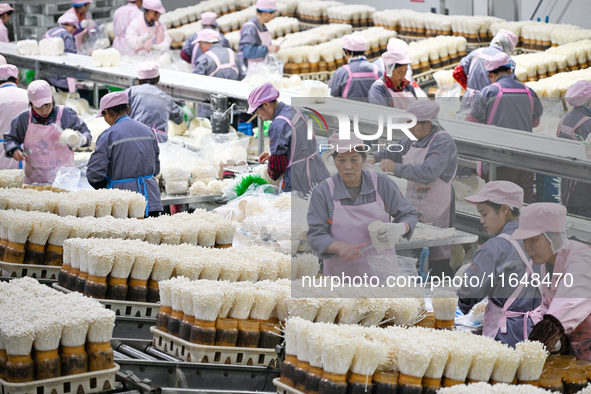 Workers pack golden mushrooms in a production workshop of Jiangsu Hualu Biotechnology Co LTD in Siyang National Modern Agriculture Industria...