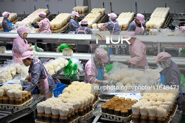 Workers pack golden mushrooms in a production workshop of Jiangsu Hualu Biotechnology Co LTD in Siyang National Modern Agriculture Industria...